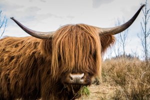 Scottish highland cattle 