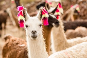 Lama with ear decoration 