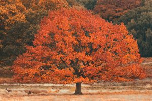 Autumn tree 