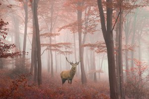 Hirsch im Herbstwald 
